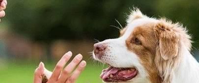 狗狗球虫的生命周期（以宠物为主）
