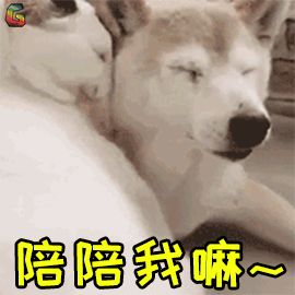 宠物心脏健康如何保障？