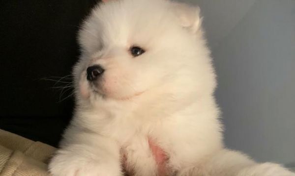 萨摩耶幼犬饮食管理指南（5个月大的萨摩耶幼犬每日食量控制方法）