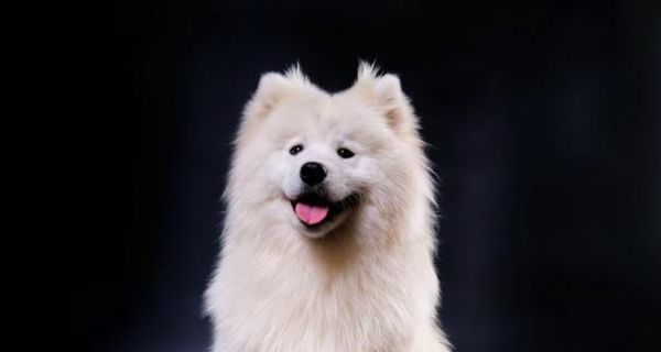 萨摩耶幼犬饮食管理指南（5个月大的萨摩耶幼犬每日食量控制方法）