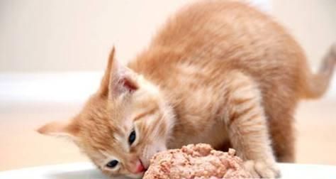 猫咪可以吃橄榄油吗？对健康有什么影响？