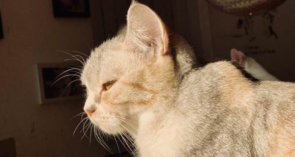 猫咪可以吃橄榄油吗？对健康有什么影响？
