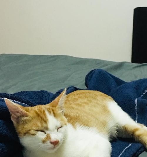 新猫咪到家，隔离多久最合适？（重要的宠物照顾知识与建议，）