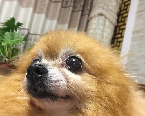 饲养博美犬的注意事项（宠物家庭必读，博美犬健康快乐成长！）