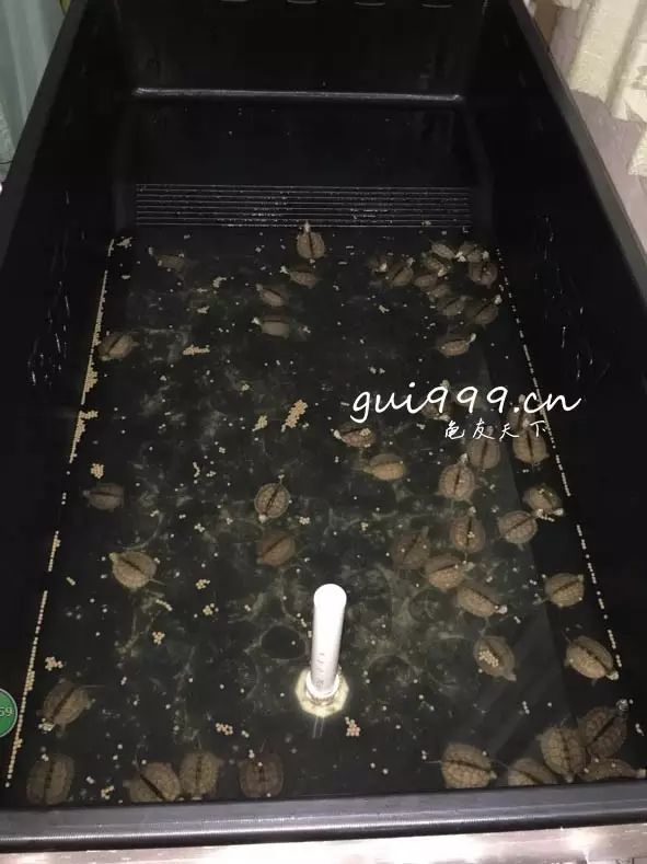 养龟放多少水好(龟碌、成龟、种龟水深建议)