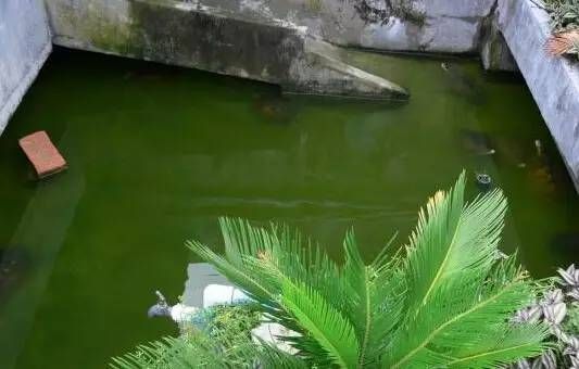 养龟放多少水好(龟碌、成龟、种龟水深建议)