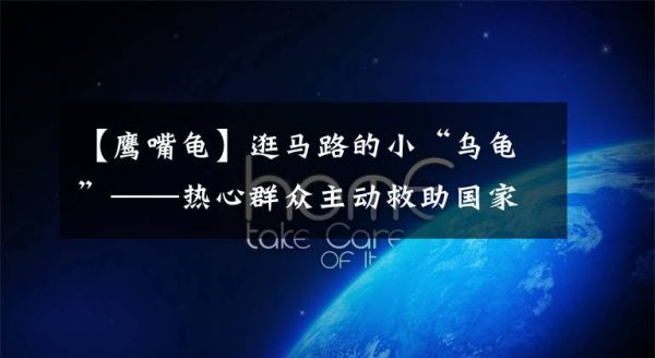 【鹰嘴龟】逛马路的小“乌龟”——热心群众主动救助国家二级保护动物平胸龟文章配图