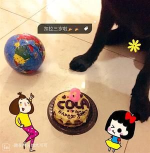 狗狗生日蛋糕(临时版)的做法 步骤4