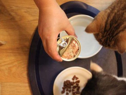 猫咪罐头分类