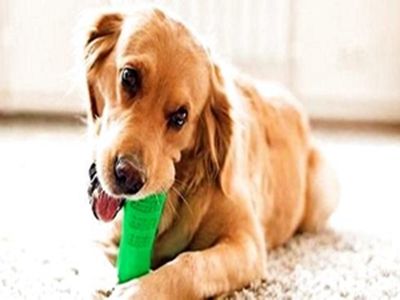 狗狗磨牙棒