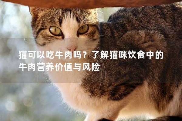 猫可以吃牛肉吗？了解猫咪饮食中的牛肉营养价值与风险