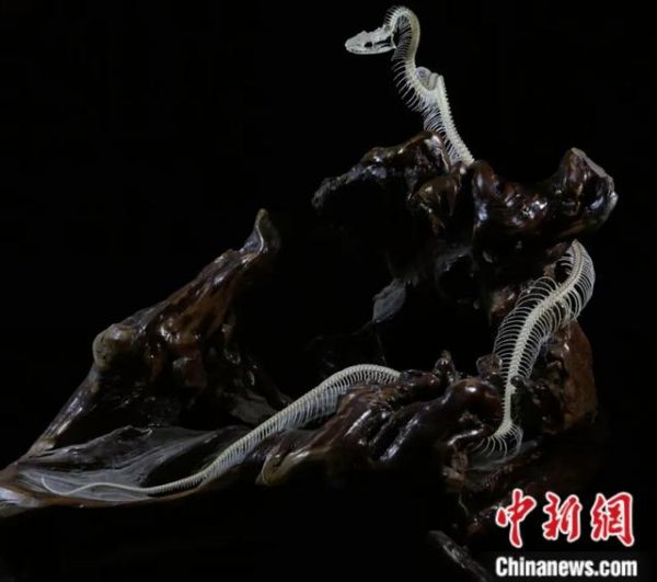 图为现生蛇的骨骼标本。受访者供图