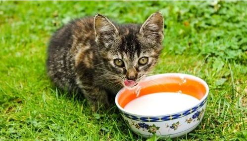 猫咪蔬菜餐,健康长寿伴