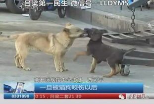 狗狗咬伤恢复期，鱼肉营养餐，小心喂食哦～