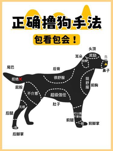 一张图教你安全又轻松的和狗狗互动！
