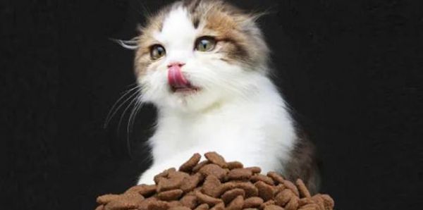 如何解决宠物小猫营养不良问题（全面分析小猫的饮食和健康状况）