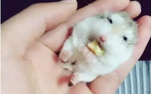 如何与仓鼠建立信任