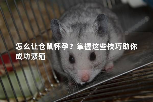 怎么让仓鼠怀孕？掌握这些技巧助你成功繁殖