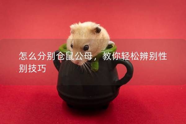 怎么分别仓鼠公母，教你轻松辨别性别技巧