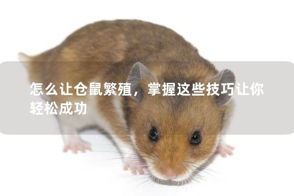 怎么让仓鼠繁殖，掌握这些技巧让你轻松成功