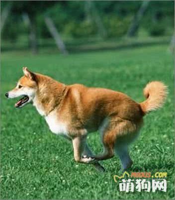 解读狗狗肥胖原因：饮食习惯篇