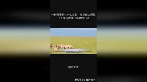 一群狮子抓住一头小象，幸好象太师找了上来保护住了小象的小命