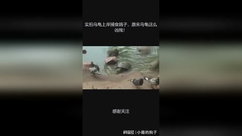 实拍乌龟上岸捕食鸽子，原来乌龟这么凶残！