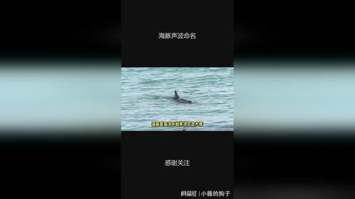 海豚声波命名