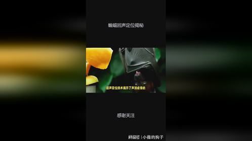 蝙蝠回声定位揭秘