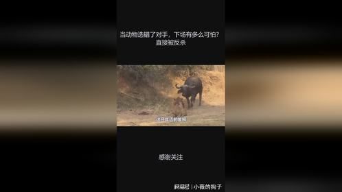 当动物选错了对手，下场有多么可怕？直接被反杀