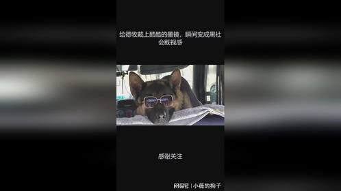 给德牧戴上酷酷的墨镜，瞬间变成黑社会既视感