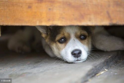 高蛋白低脂肪，如何为老年狗定制健康食谱？
