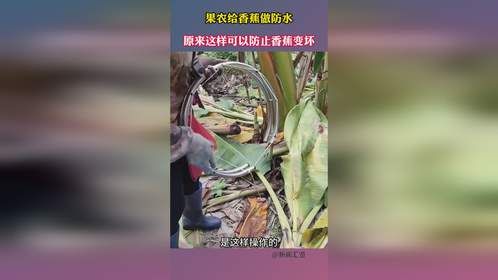 果农给香蕉做防水，原来这样可以防止香蕉变坏