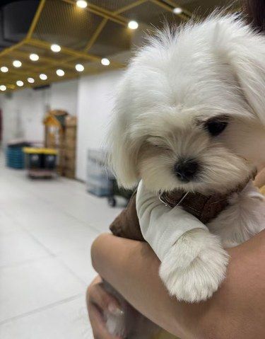 这家伙竟然分离焦虑了