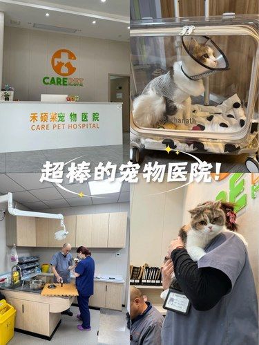 超棒的宠物医院！猫咪绝育体验超级满意！