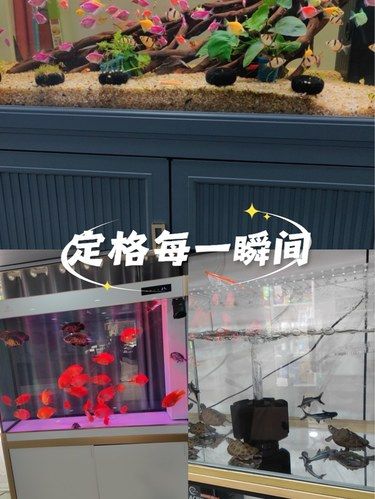 藏在街角的梦幻水族馆，爱了！