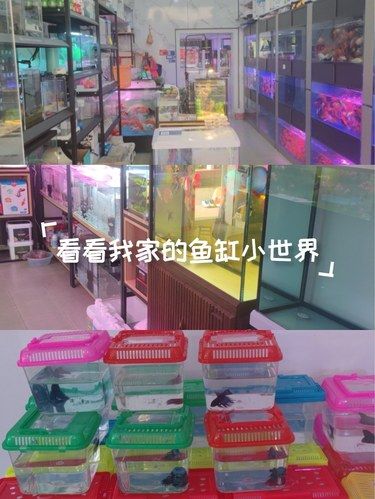水族爱好者狂喜！这家水族馆绝了