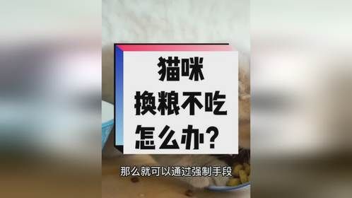 猫咪换粮不吃怎么办？这四个方法很有效！