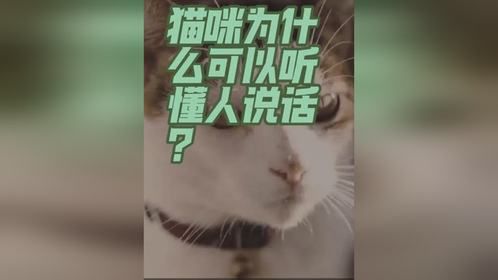 猫咪为什么可以听懂人说话？