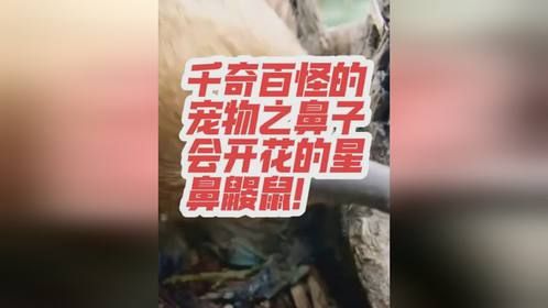 千奇百怪宠物之鼻子会开花的星鼻鼹鼠！