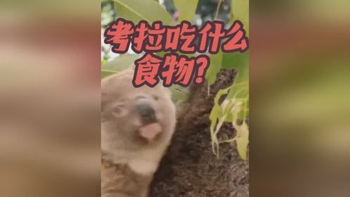 考拉吃什么食物？