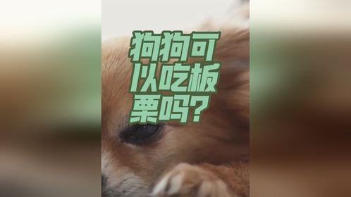 狗狗可以吃板栗吗？