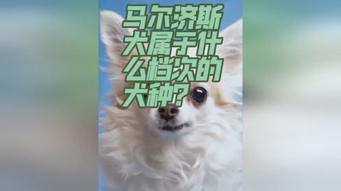 马尔济斯犬属于什么档次犬种？