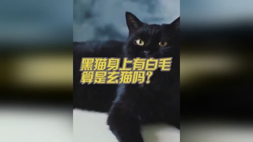 黑猫身上有白毛算是玄猫吗？