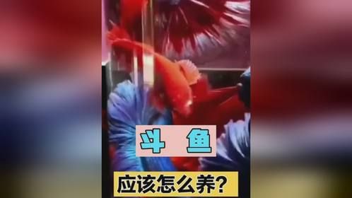 斗鱼怎么养？日记人
