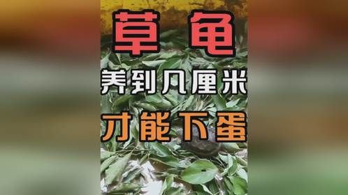 草龟养到几厘米才能下蛋？草龟一年长几厘米？日常