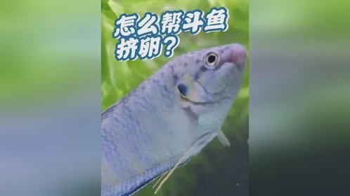 母斗鱼不产卵会憋死吗？怎么帮斗鱼挤卵？