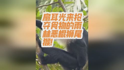 千奇百怪动物之扇耳光来抢夺食物的雨林恶棍狮尾猴！