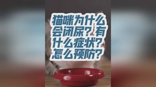 猫咪为什么会闭尿？通常表现出什么症状？怎样可以预防？