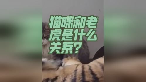 猫咪和老虎有什么关系？